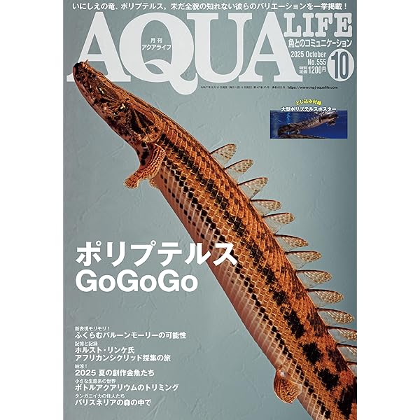 月刊アクアライフ 2025年10月号 ポリプテルス GoGoGo ☆綴じ込み付録